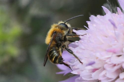 Osmia leaiana